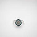Anillo Aras